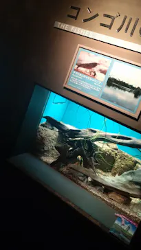 世界淡水魚園水族館　アクア・トトぎふに投稿された画像（2026/8/20）