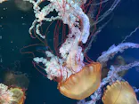 すみだ水族館に投稿された画像（2026/8/20）