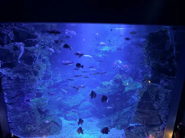 京都水族館に投稿された画像（2026/8/20）