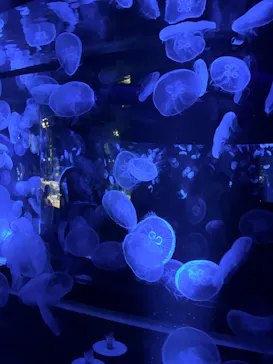 京都水族館に投稿された画像（2026/8/20）