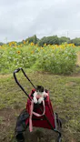 成田ゆめ牧場に投稿された画像（2026/8/21）