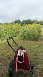 成田ゆめ牧場に投稿された画像（2026/8/20）