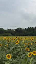 成田ゆめ牧場に投稿された画像（2026/8/20）