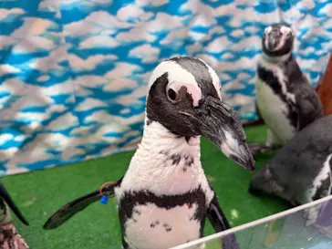 ゼロ距離水族館 伊勢シーパラダイスに投稿された画像（2026/8/20）