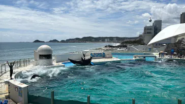 鴨川シーワールドに投稿された画像（2026/8/20）