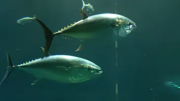 葛西臨海水族園に投稿された画像（2026/8/20）
