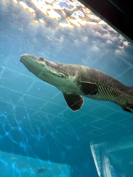 箱根園水族館に投稿された画像（2026/8/20）
