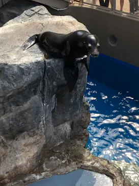 アクアワールド茨城県大洗水族館に投稿された画像（2026/8/21）