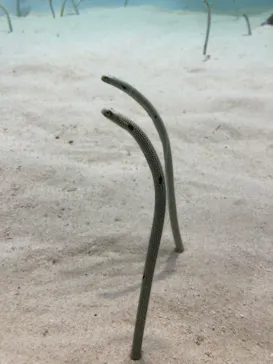 アクアワールド茨城県大洗水族館に投稿された画像（2026/8/21）