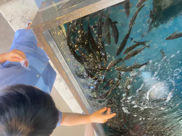 新江ノ島水族館に投稿された画像（2026/8/21）