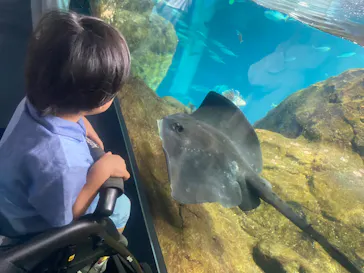 新江ノ島水族館に投稿された画像（2026/8/21）