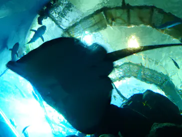 大分マリーンパレス水族館 「うみたまご」に投稿された画像（2026/8/21）