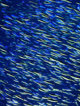 大分マリーンパレス水族館 「うみたまご」に投稿された画像（2026/8/21）