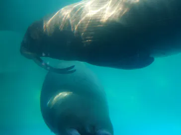 大分マリーンパレス水族館 「うみたまご」に投稿された画像（2026/8/21）