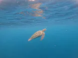 石垣島　ウミガメシュノーケル　マリンショップHAPPYに投稿された画像（2026/8/21）