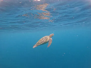石垣島　ウミガメシュノーケル　マリンショップHAPPYに投稿された画像（2026/8/21）