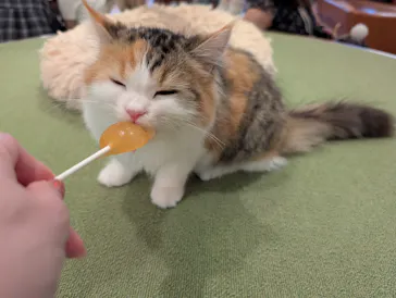 猫カフェモカ　池袋東口店に投稿された画像（2026/8/21）