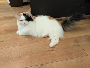 猫カフェモカ　池袋東口店に投稿された画像（2026/8/21）