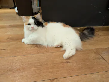猫カフェモカ　池袋東口店に投稿された画像（2026/8/21）