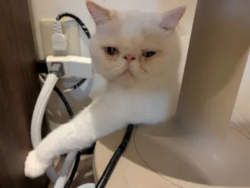 猫カフェモカ　池袋東口店に投稿された画像（2026/8/21）
