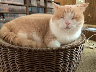 猫カフェモカ　池袋東口店に投稿された画像（2026/8/21）