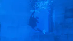 名古屋港水族館に投稿された画像（2026/8/21）