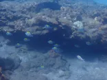 屋久島ダイビングガイド夢心地に投稿された画像（2026/8/21）
