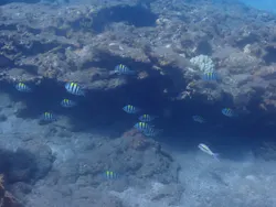 屋久島ダイビングガイド夢心地に投稿された画像（2026/8/21）