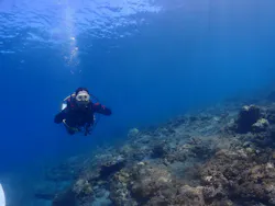 屋久島ダイビングガイド夢心地に投稿された画像（2026/8/21）