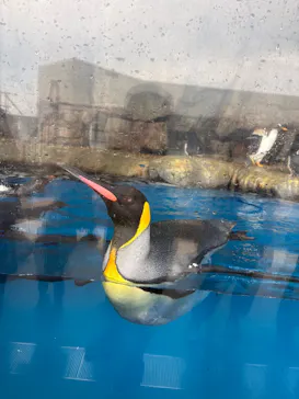 仙台うみの杜水族館に投稿された画像（2026/8/21）