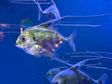 仙台うみの杜水族館に投稿された画像（2026/8/21）