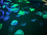 すみだ水族館に投稿された画像（2026/8/21）