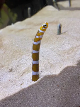 京都水族館に投稿された画像（2026/8/21）