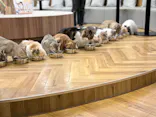 猫カフェモカ 名古屋栄店に投稿された画像（2026/8/21）