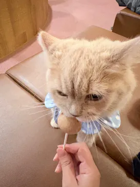 猫カフェモカ 名古屋栄店に投稿された画像（2026/8/21）