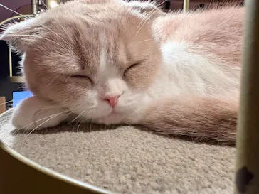 猫カフェモカ 名古屋栄店に投稿された画像（2026/8/21）