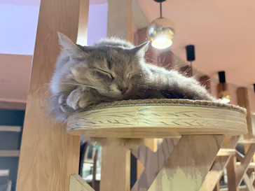 猫カフェモカ 名古屋栄店に投稿された画像（2026/8/21）