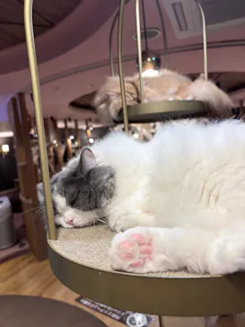 猫カフェモカ 名古屋栄店に投稿された画像（2026/8/21）
