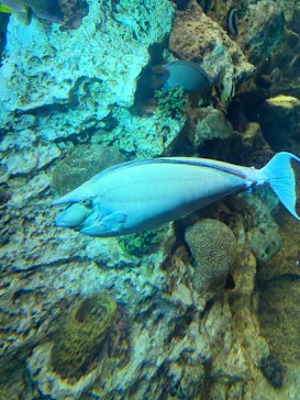 越前松島水族館に投稿された画像（2026/8/21）