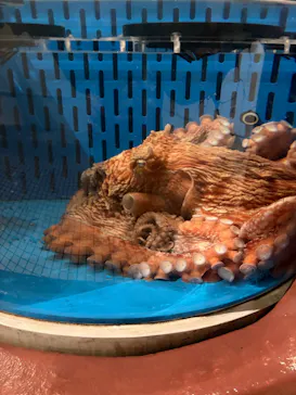 越前松島水族館に投稿された画像（2026/8/21）