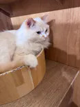 Cat Café MOFF つかしん店に投稿された画像（2026/8/21）