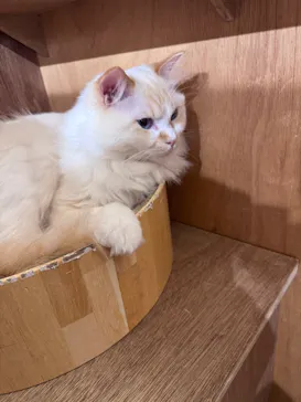 Cat Café MOFF つかしん店に投稿された画像（2026/8/21）
