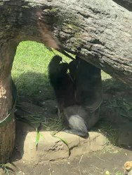 恩賜上野動物園に投稿された画像（2026/8/21）