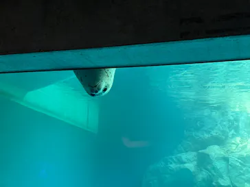 大分マリーンパレス水族館 「うみたまご」に投稿された画像（2026/8/21）