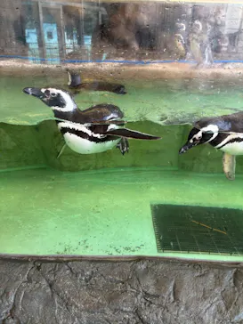 しながわ水族館に投稿された画像（2026/8/21）