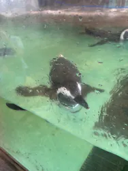しながわ水族館に投稿された画像（2026/8/21）