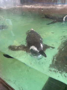 しながわ水族館に投稿された画像（2026/8/21）