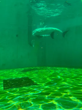 しながわ水族館に投稿された画像（2026/8/21）