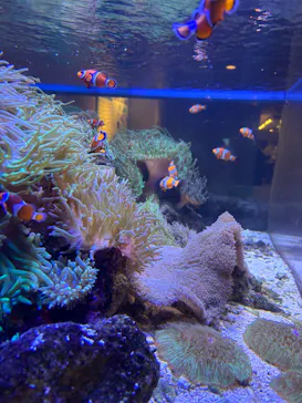 しながわ水族館に投稿された画像（2026/8/21）