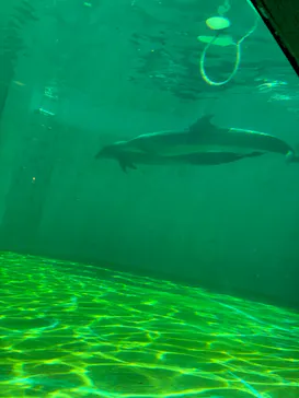 しながわ水族館に投稿された画像（2026/8/21）